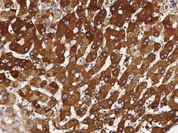 Sino Biological Anti-CYP3A4 Antibody, Rabbit Polyclonal, Quantity: Each