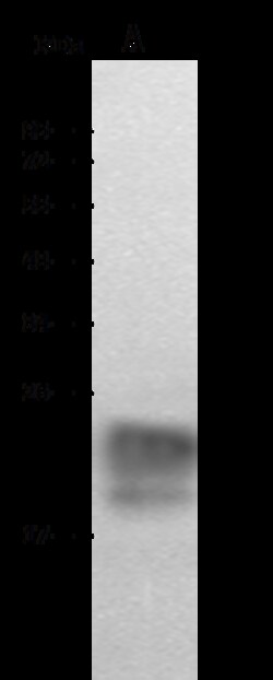 Sino Biological Anti-Cystatin F/CST7 Antibody, Rabbit Polyclonal, Quantity: