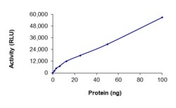 Sino Biological&nbsp;Recombinant Human Dmpk Protein (Full Length, GST Tag), Active