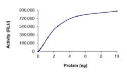 Sino Biological&nbsp;Recombinant Human DYRK1B Protein (Full Length, GST Tag), Active