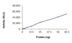 Sino Biological&nbsp;Recombinant Human DCLK1 Protein (GST Tag), Active