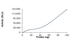 Sino Biological&nbsp;Recombinant Cynomolgus DGKA Protein (Full Length, His Tag), Active