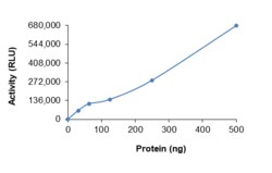 Sino Biological&nbsp;Recombinant Human DGKD Protein (Full Length, His Tag), Active