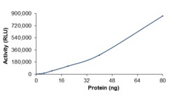 Sino Biological&nbsp;Recombinant Human DGKE Protein (Full Length, His Tag), Active