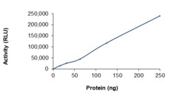 Sino Biological&nbsp;Recombinant Human DGKG Protein (Full Length, His Tag), Active