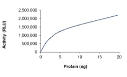 Sino Biological&nbsp;Recombinant Human DGKQ Protein (Full Length, His Tag), Active