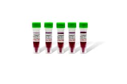 LAMDA BIOTECH INC Conquest PCR Master Mix - 4, Quantity: Each of 1