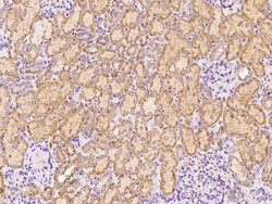 Sino Biological DAG1/Dystroglycan Antibody, Rabbit PAb, Antigen Affinity