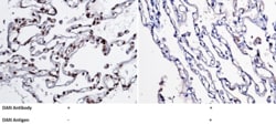 Sino Biological Anti-NBL1 Antibody, Mouse Monoclonal, Quantity: Each of