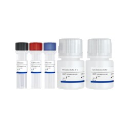 VAZYME INTERNATIONAL LLC&nbsp;Add Read cAMP Detection Kit 1 Kit