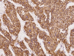 Sino Biological DDOST Antibody, Rabbit PAb, Antigen Affinity Purified 100µL,