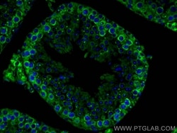 DDX4,VASA Rabbit, anti-Human, CoraLite Plus 488, Polyclonal, Proteintech