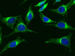 Sino Biological Anti-SMAC Antibody, Mouse Monoclonal, Quantity: Each of