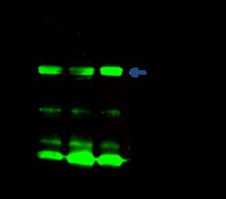 Sino Biological Recombinant Anti-SMAC Antibody, Rabbit Monoclonal, Quantity: