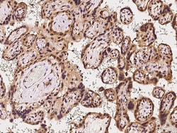Sino Biological DLX3 Antibody, Rabbit PAb, Antigen Affinity Purified 100µL,