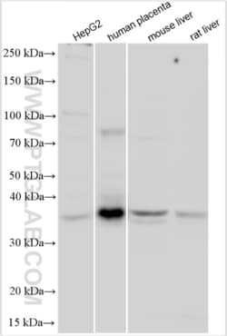 DNAJC25 Rabbit, anti-Human, Polyclonal, Proteintech 20 &mu;L | Buy Online | Proteintech | Fisher Scientific