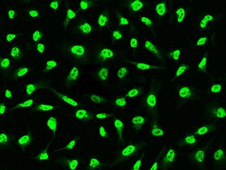 Sino Biological DNase1 / Deoxyribonuclease I / DNL1 Antibody, Rabbit MAb