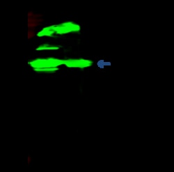 Sino Biological Recombinant Anti-E-Cadherin Antibody, Rabbit Monoclonal,