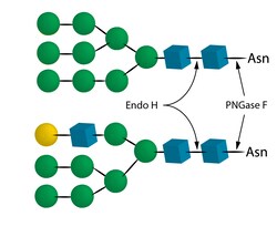 QA Bio Inc Endo H - 20 uL, Quantity: Pack of 1