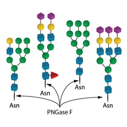QA Bio Inc&nbsp;QA-Bio, Inc. • PNGase F • native Elizabethkingia miricola • 60 µls