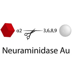 QA Bio Inc&nbsp;QA-Bio, Inc. • Neuraminidase Au • recombinant from A. ureafaciens • 60 µls