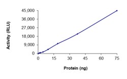 Sino Biological&nbsp;Recombinant Human Her2/ERBB2 Protein (GST Tag), Active