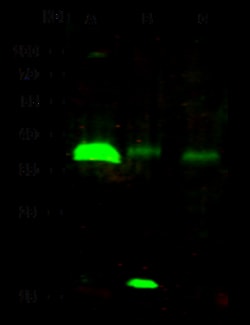 Sino Biological RCAS1 / EBAG9 Antibody, Rabbit MAb 100µL, Quantity: Each