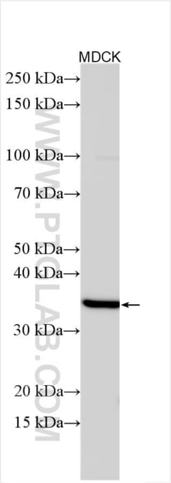 ECHDC3 Rabbit, anti-Human, Polyclonal, Proteintech Quantity: 20 &mu;L:Antibodies
