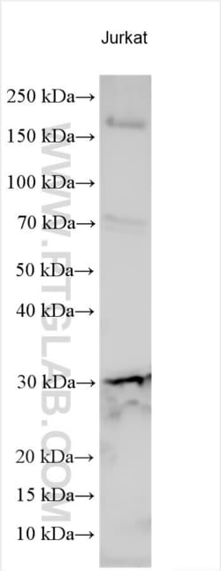 EGLN3/PHD3 Rabbit, anti-Human, Polyclonal, Proteintech 20 &mu;L | Buy Online | Proteintech | Fisher Scientific