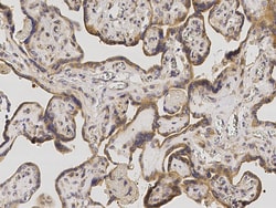 Sino Biological Anti-eIF2alpha/EIF2S1 Antibody, Rabbit Polyclonal, Quantity:
