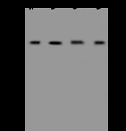 Sino Biological EIF4A3 Antibody, Rabbit PAb, Antigen Affinity Purified