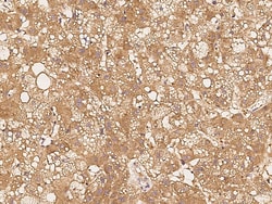 Sino Biological Anti-eIF4E Antibody, Rabbit Polyclonal, Quantity: Each