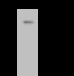 Sino Biological ELK1 Antibody, Rabbit PAb, Antigen Affinity Purified 100uL,