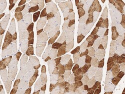 Sino Biological ENO3 / beta-enolase Antibody, Mouse Mab 100µL, Quantity: