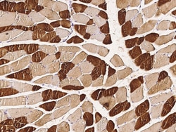 Sino Biological ENO3 / beta-enolase Antibody, Rabbit MAb 100µL, Quantity: