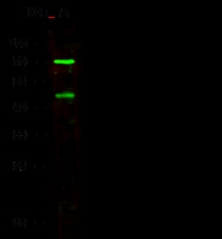 Sino Biological ENPP7 / NPP-7 Antibody, Rabbit PAb, Antigen Affinity Purified