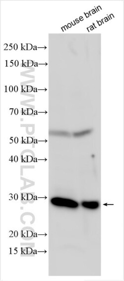 EPDR1 Rabbit, anti-Human, Polyclonal, Proteintech:Antibodies:Primary Antibodies