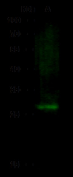 Sino Biological EPDR1 Antibody, Rabbit PAb, Antigen Affinity Purified 100µL,