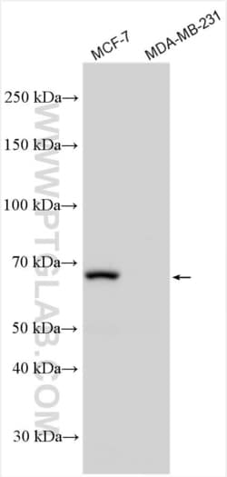 ER Rabbit, anti-Human, Polyclonal, Proteintech:Antibodies:Primary Antibodies