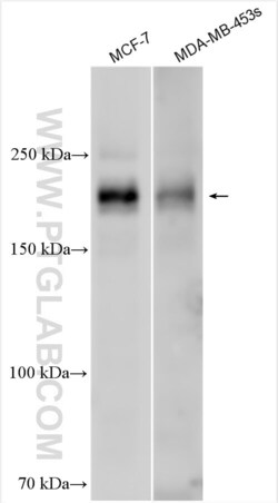 ERBB3 Rabbit, anti-Human, Polyclonal, Proteintech Quantity: 20 &mu;L:Antibodies