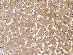 Sino Biological Anti-ERP29 Antibody, Rabbit Polyclonal, Quantity: Each