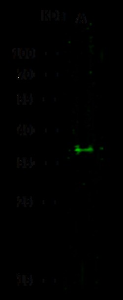 Sino Biological Anti-ESAM Antibody, Rabbit Polyclonal, Quantity: Each of