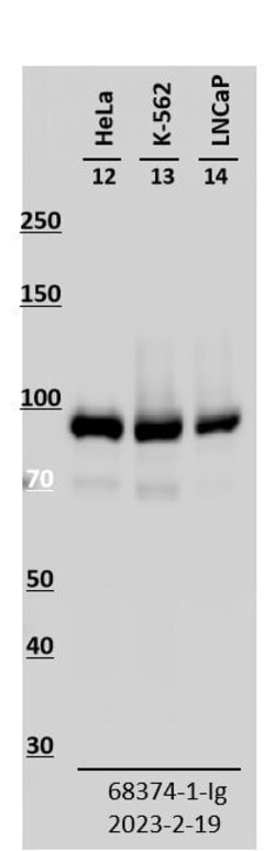 ESYT2 Mouse, anti-Human, Clone: 1B12G2, Proteintech Quantity: 150 &mu;L:Antibodies