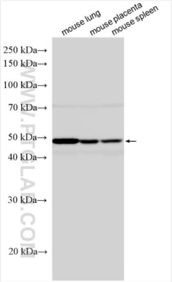 Ephrin B2 Rabbit, anti-Human, Polyclonal, Proteintech:Antibodies:Primary