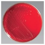 Thermo Scientific™ Remel™ Campy CVA Medium (w/cefoperazone, vancomycin, amphotericin B, sheep blood)