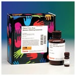 Thumbnail_Thermo Scientific Pierce ECL 2 Western Blotting Substrate For: 30 mini-gel