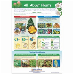 All About Plants Poster Each:Education Supplies, Quantity: Each of 1