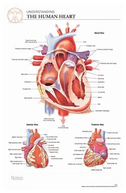 Body Scientific International&trade; Post-it&trade; Anatomy of Heart Chart