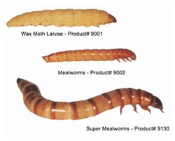 Bio-Serv Live Bug Treats:Animal Care and Research:Animal Welfare and Monitoring