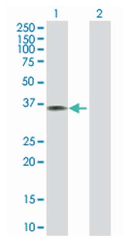 annexin A1, Mouse, Purified MaxPab Polyclonal Antibody, Abnova 50&mu;g;